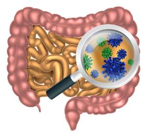 Magnifying glass focused on the human digestive system, digestive tract or alimentary canal showing bacteria or virus cells. Could be good bacteria or gut flora such as that encouraged by pro biotic products and foods